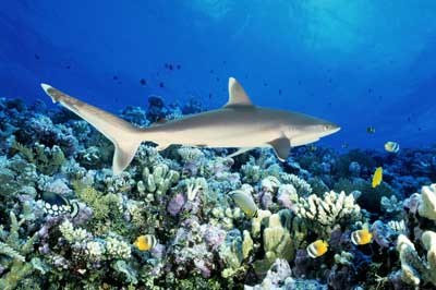 Great barrier reef animals list
